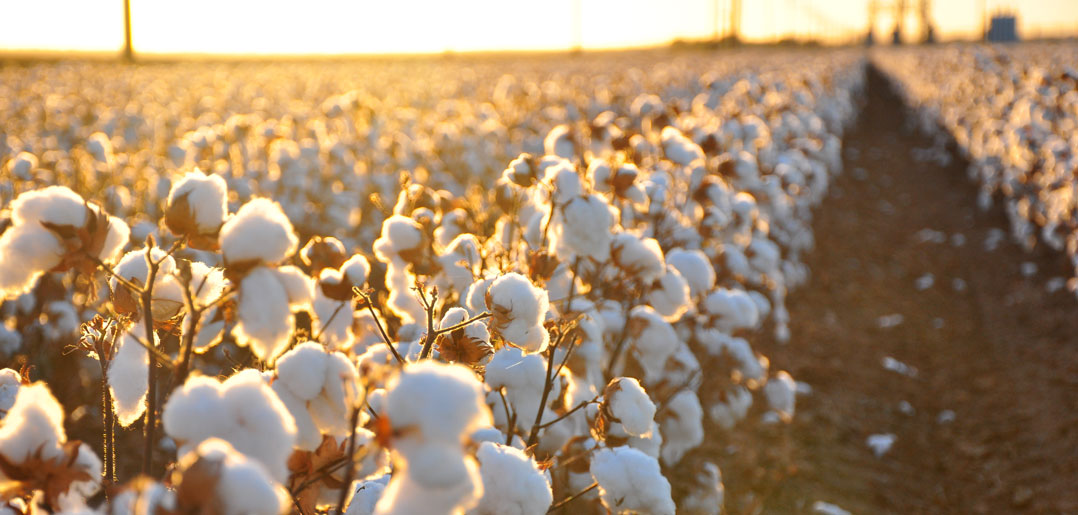 Las guatas, botas Natur by Rosello se fabrican con algodón americano con certificación TRUE COTTON. 